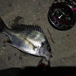 2021/08/01 南港ヘチ釣り