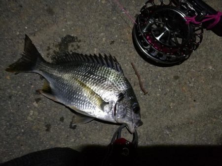 2021/08/01 南港ヘチ釣り