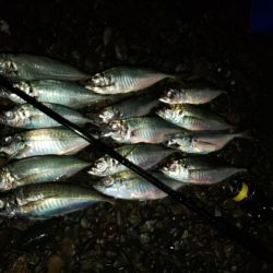 (尺アジ)フロートゲーム