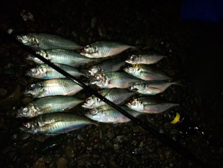 (尺アジ)フロートゲーム