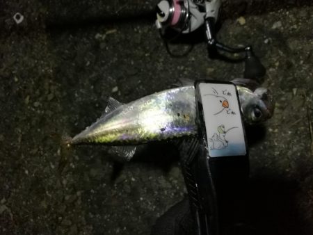 2021/08/02 南港アジング