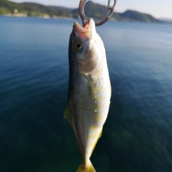 ロックフィッシュ