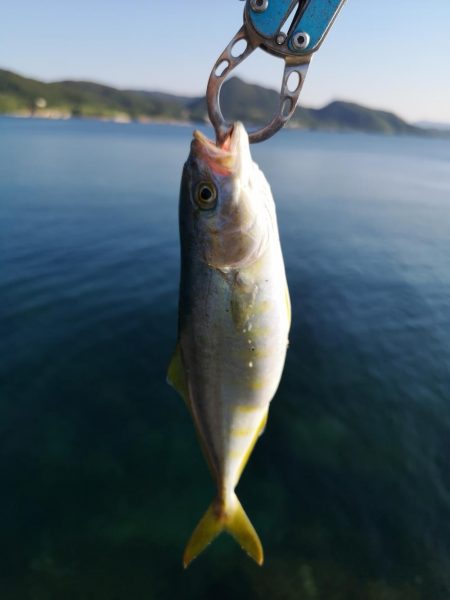 ロックフィッシュ