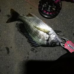 2021/08/04 南港ヘチ釣り