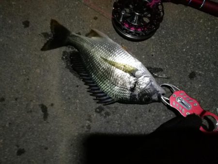 2021/08/04 南港ヘチ釣り