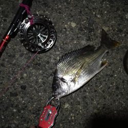 2021/08/06 南港ヘチ釣り