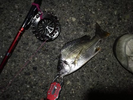 2021/08/06 南港ヘチ釣り