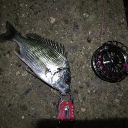 2021/08/07 南港ヘチ釣り