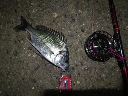 2021/08/07 南港ヘチ釣り