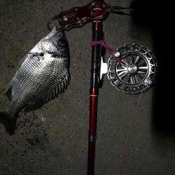 2021/08/10 南港ヘチ釣り