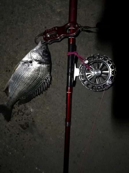 2021/08/10 南港ヘチ釣り