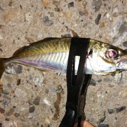 久しぶりの10匹