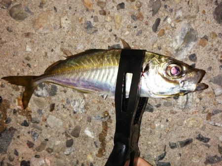 久しぶりの10匹