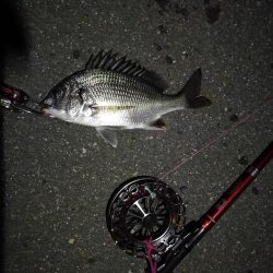 2021/08/15 南港ヘチ釣り