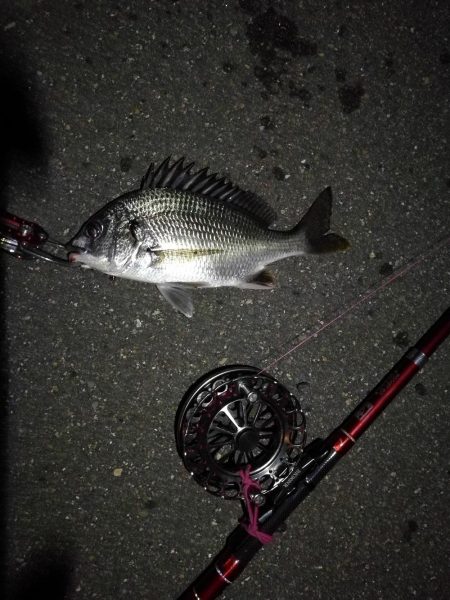 2021/08/15 南港ヘチ釣り