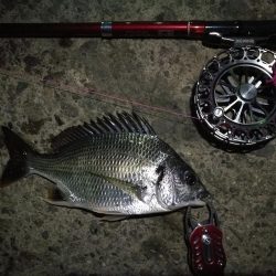 2021/08/21 南港ヘチ釣り