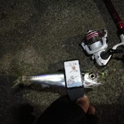 2021/08/22 南港アジング