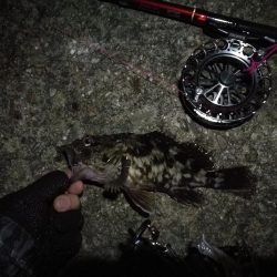 2021/08/25 南港ヘチ釣り