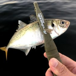 早朝アジングin大阪舞洲