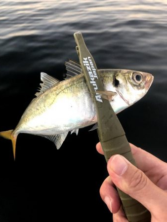 早朝アジングin大阪舞洲