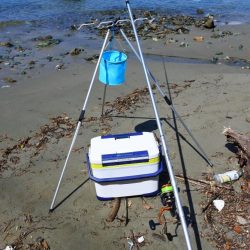 残暑のキス釣り　チャリコの大群