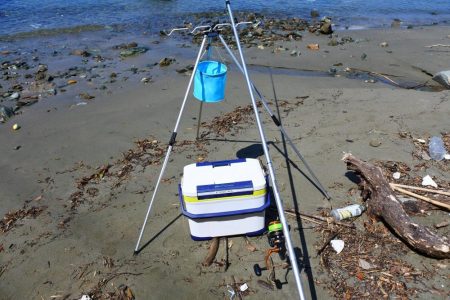 残暑のキス釣り　チャリコの大群