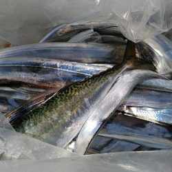 泉州丸 釣果