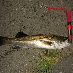 チニングの外道