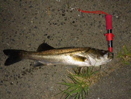 チニングの外道