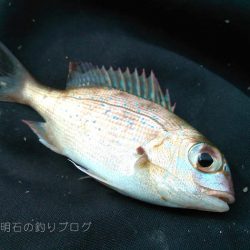 グレチヌ合わせて9目釣り！
