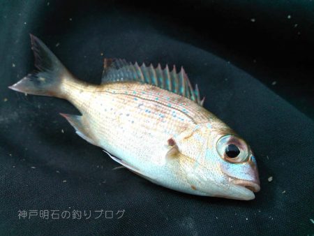 グレチヌ合わせて9目釣り！