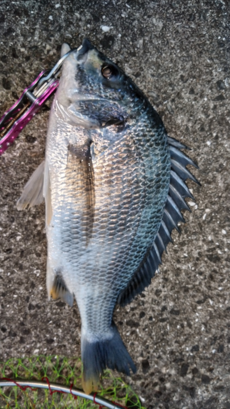 なんとか黒い47cm