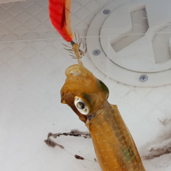 アオリイカ新子調査