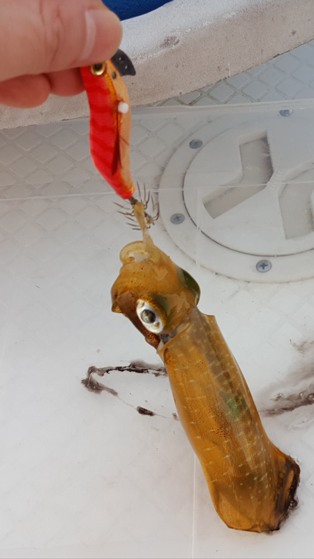 アオリイカ新子調査