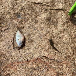 姫路でキス釣り激渋
