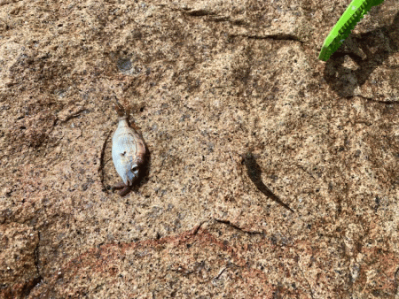 姫路でキス釣り激渋