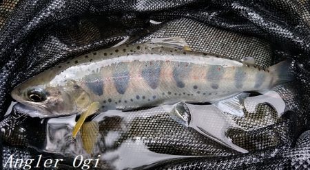 禁漁期前にプチラッシュ