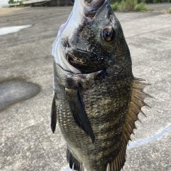 芦屋浜東護岸チヌ上がりました