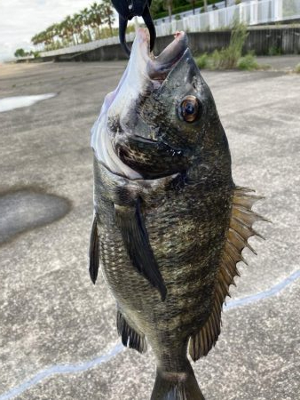 芦屋浜東護岸チヌ上がりました
