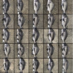 イチノ兄弟、釣果!