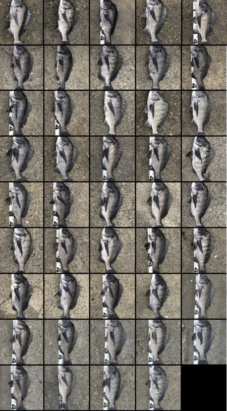 イチノ兄弟、釣果!