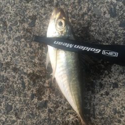 アジング二日目