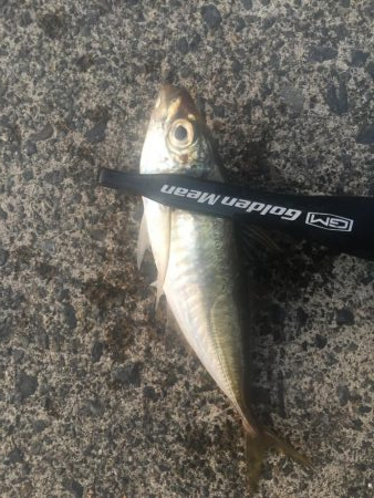 アジング二日目