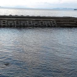 今年初アコウ連続ヒット！