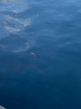 パタパタの脚が…