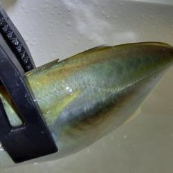 おじさんの夏休み