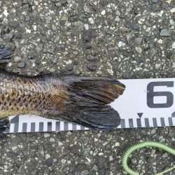 年無し2連続ヒット