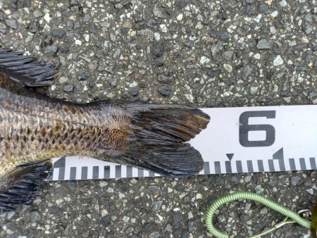 年無し2連続ヒット