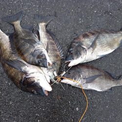 久しぶりに爆釣モード突入