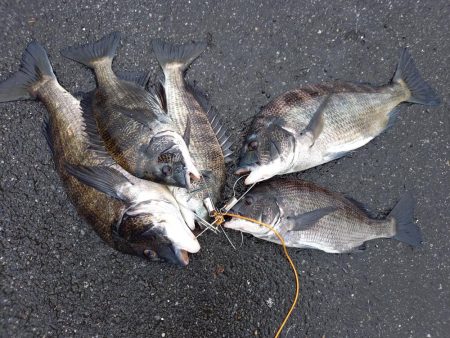 久しぶりに爆釣モード突入